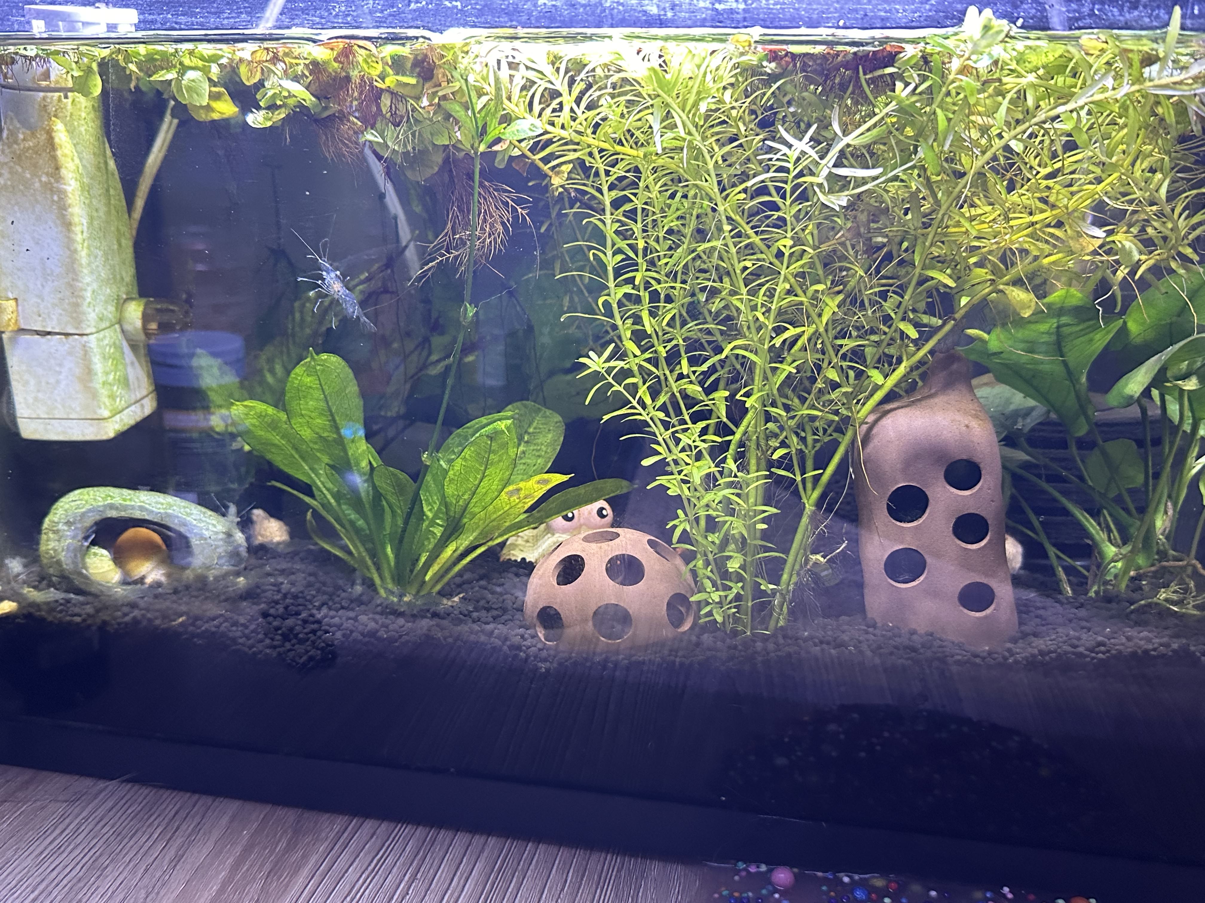 my shrimp and snail planted tank on my desk