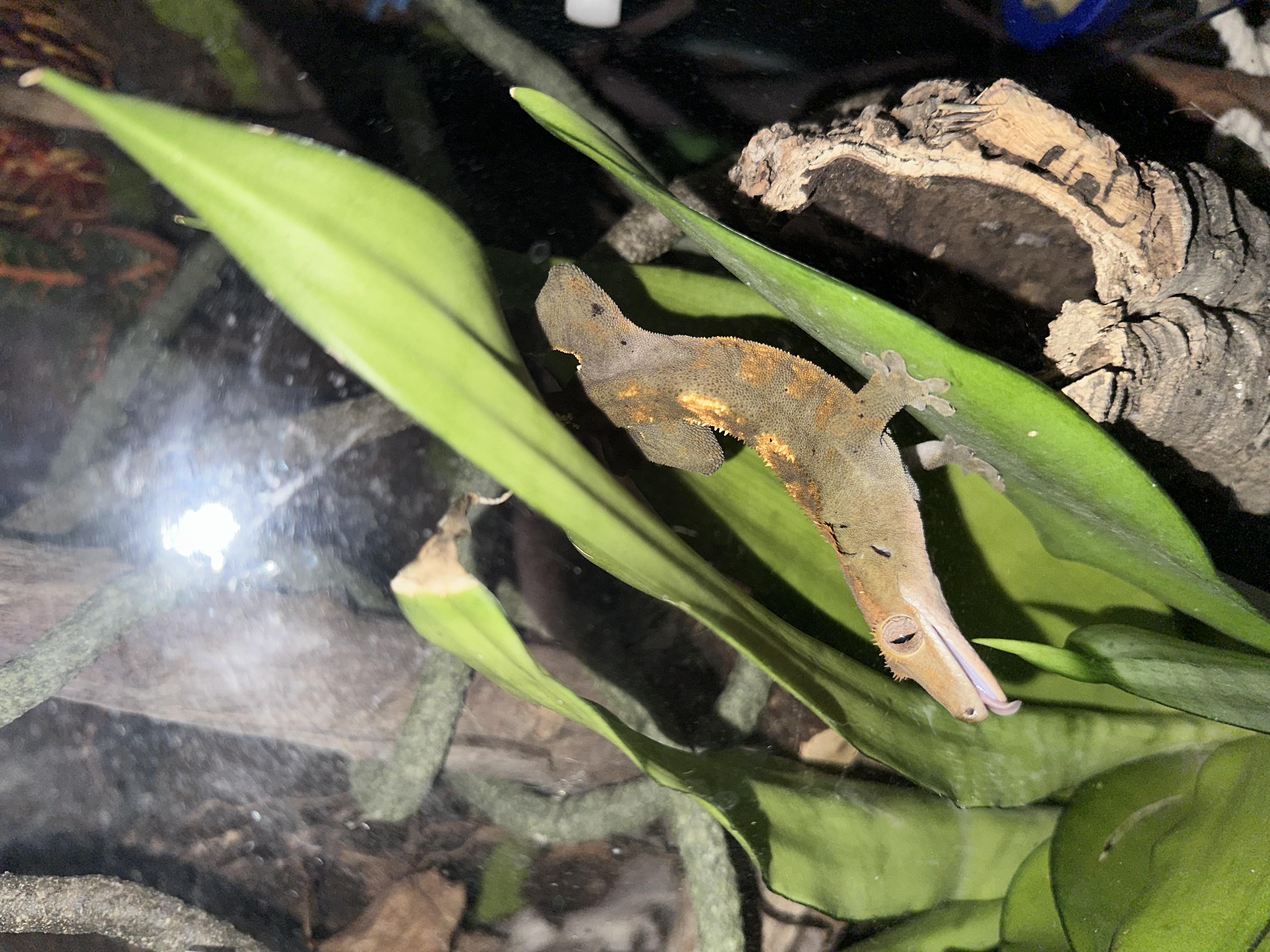 my crested gecko Billy hanging out on a snake plant