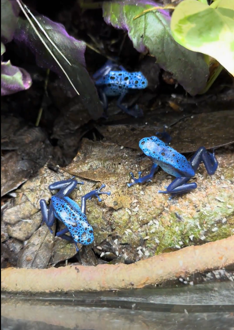 my Azureus poison dart frogs, rest in peace to one of them that escaped the terrarium and dried up.