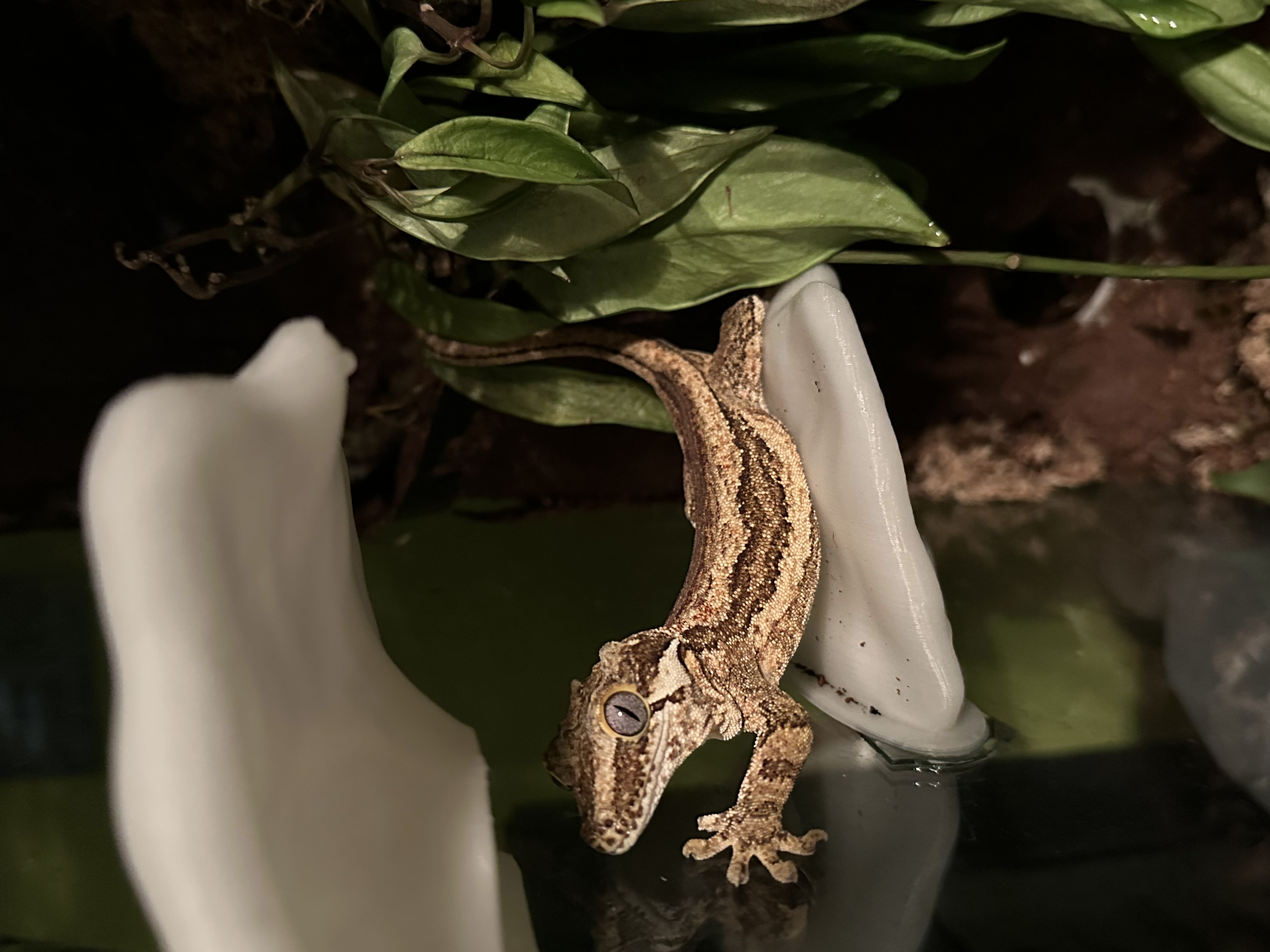 my Gargoyle Gecko Panchito hanging out on a 3d printed ledge